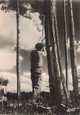 40 GEMMEUR VISAGE DES LANDES
