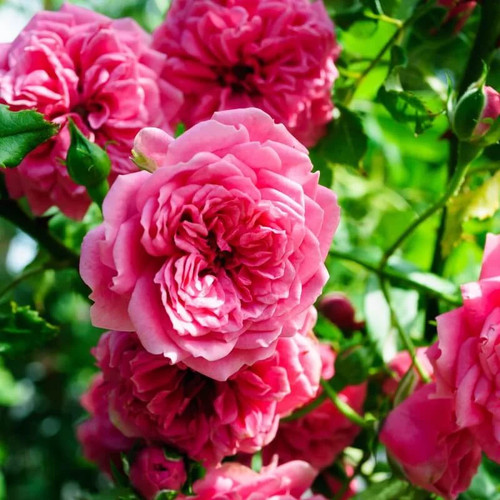 Rosa pretty fairy rosier - 'pretty,