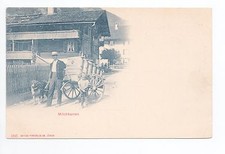 Animal CHIEN Chiens DOG dogs