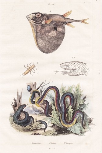 Poisson globe triodon - globe, serpent