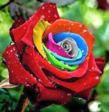 10x graine Rosier Rouge MULTI COULEUR Special Red MULTICOLOR rosebush seeds Rose