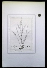 Gravure botanique an VIII