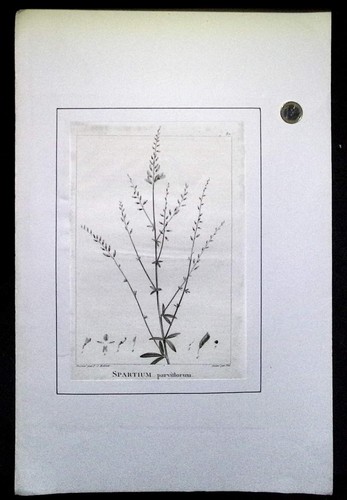 Gravure botanique viii - gravure,