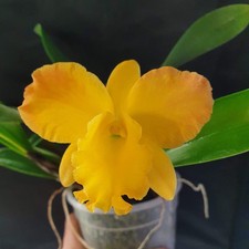 Potinara Free Spirit "Miami