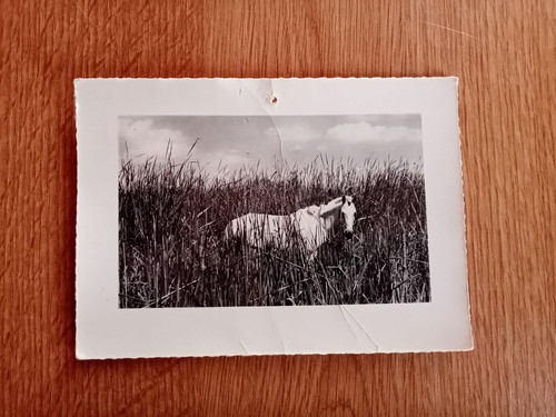 Carte postale camargue - en,