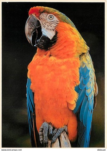 Carte postale animaux - -,