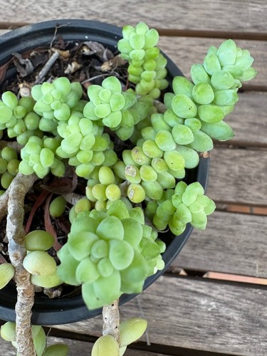 Sedum burrito - -,