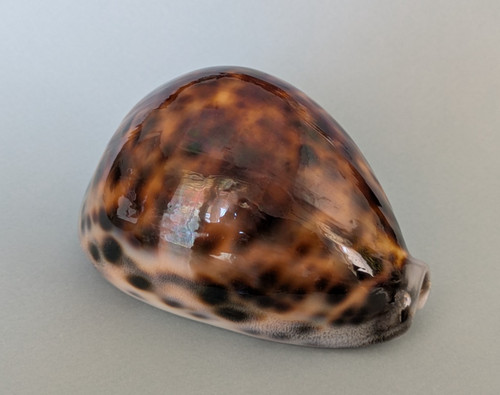 Cypraea tigris mm - tigris, 94,8