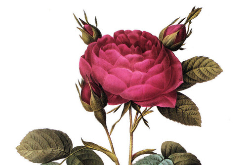1990 Vintage Print Rose Flower
