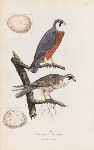 Faucon éléonore falcons - faucon,