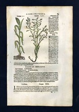 Gravure estampe illustration, CÉRÉALE LE SÉSAME, MILLET DES OISEAUX, L'IVRAIE