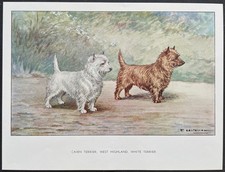Cairn terrier West Highland terrier Reproduction couleur 1960 François Castellan