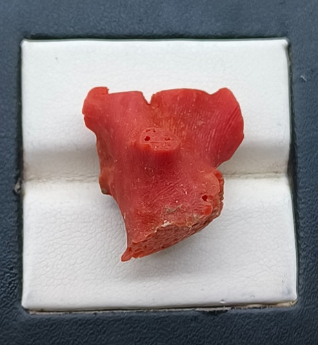 Branche corail rouge - branche,