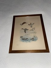 Gravure animalière de Boris