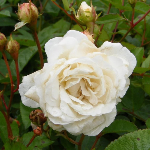 Rosa the fairy white - white',