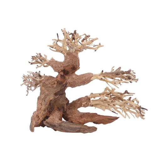 Bonsaï arbre 10553 - bonsaï,