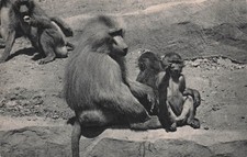 75 PARIS PARC ZOOLOGIQUE DU