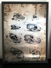 Cabinet de Curiosités Cadre cranes effet metal rouillé 60x80 cm!!