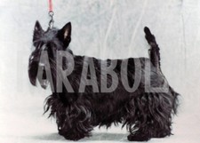 Photo de presse vintage