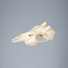 537SKU Crane de chevreuil