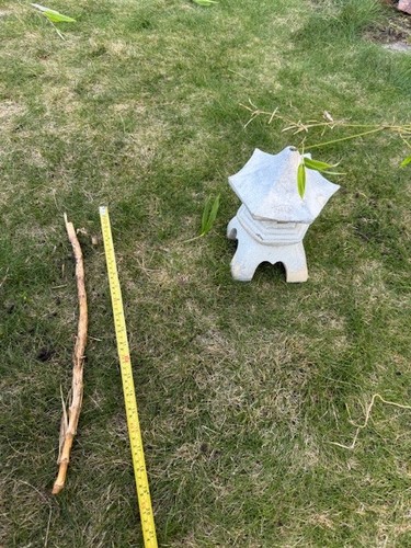 Bamboo root about inches - about, 18