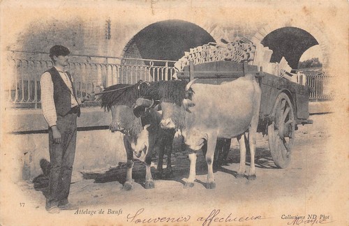 Cpa attelage boeufs - cpa, de