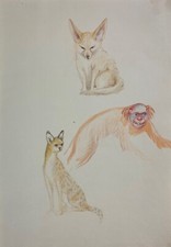 Aquarelle Renard Du Désert Ocelot Brüllaffe Étude Croquis Animal Porträts Mid