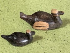 Oiseau  couple de petits