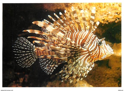 Carte postale animaux - animaux,
