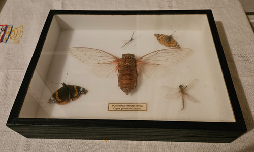 Cabinet curiosite coffret - cabinet,