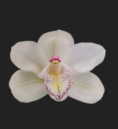 Cymbidium chiara - cymbidium,
