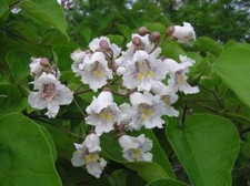 20 Graines Southern Catalpa, Cigartree, Indian-bean-tree