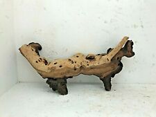 racine mopani araignée spider