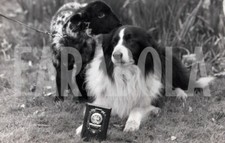 Photo de presse vintage Animaux Chiens Et Berger Border Collie tirage 12x20 CM