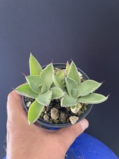 EXCEPTIONNELLE! 2Agave