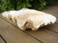 Coquillage bénitier de grande taille - Tridacne - 32 cm