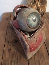 Oeil Auzoux Cabinet De Curiosites Ecorche