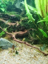 lot crevettes aquarium