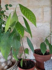 Jeune Avocatier 27 Cm 2