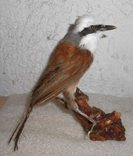 Ancienne taxidermie oiseau - ancienne,