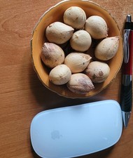 Graines de Cycas revoluta