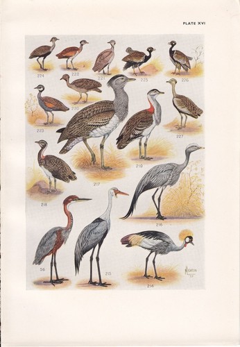 1940 sud africain - 1940, oiseau
