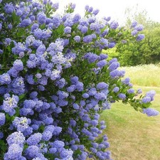 Ceanothus thyrsiflorus