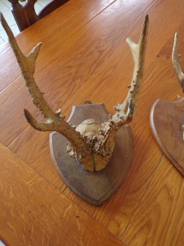 Ancien trophee chasse - 2,
