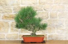 Pin noir Thunbergii pré