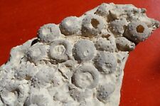 OURSINS FOSSILES JURASSIQUES