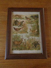 Chromolithographie couleur