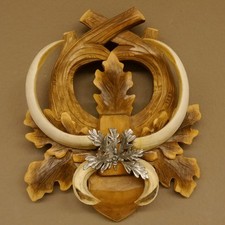 Armes De Sanglier (Sus Scrofa)