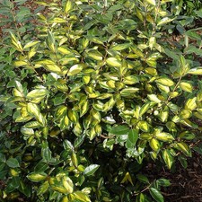 Elaeagnus ebbingei limelight - elaeagnus,