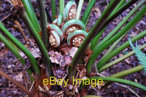 Photo 6x4 dicksonia - 6x4,